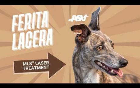 Embedded thumbnail for Cudi, Whippet con ferita lacera
