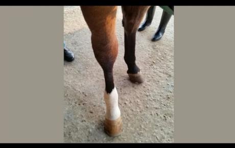 Embedded thumbnail for Liebelei, a horse with chronic phlebitis in the tarsal vein of the right hock