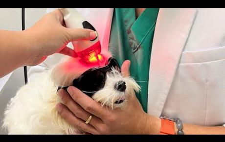 Embedded thumbnail for Milky, a Maltese with idiopathic head tremor syndrome