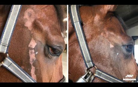 Embedded thumbnail for Donna Karan, a Dutch horse with depigmentation