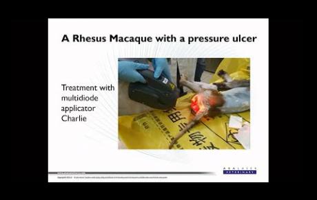 Embedded thumbnail for Macaco Rhesus con úlcera de  decúbito