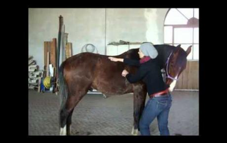 Embedded thumbnail for Thérapie Laser MLS® pour le mal au dos du cheval: l&#039;assaut rapide de l&#039;effet analgésique