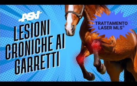 Embedded thumbnail for Casper, Quarter horse con lesioni croniche ai garretti