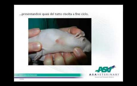 Embedded thumbnail for Ratto nudo con lesione cutanea