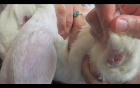 Embedded thumbnail for MLS® Laser Therapy for the pododermatitis (bumblefoot) of the rabbit Jack