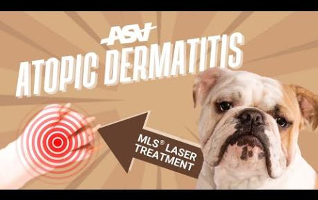 Embedded thumbnail for Bombo, English bulldog with atopic dermatitis