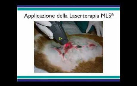 Embedded thumbnail for Meticcio con ulcere da decubito sul costato