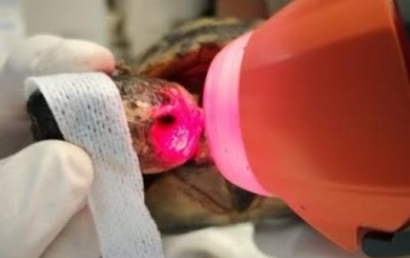 Embedded thumbnail for Speedy, a turtle with ear abscess