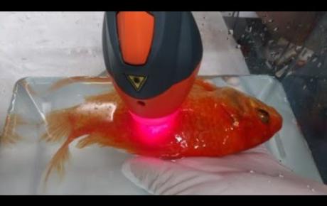 Embedded thumbnail for Dory, pesce rosso con granuloma batterico