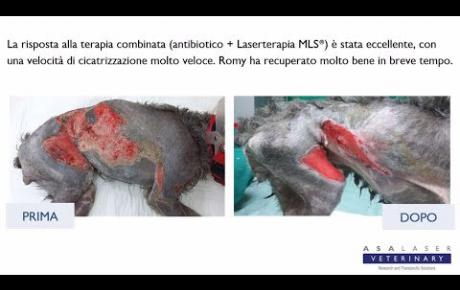 Embedded thumbnail for Romy, a dog with a large skin wound with dehiscence