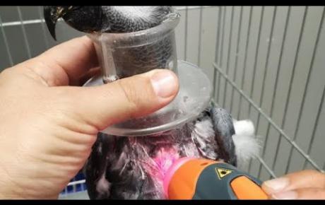 Embedded thumbnail for Nerino, self-pecking of a grey parrot