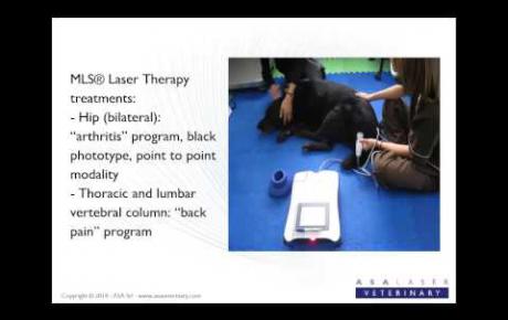 Embedded thumbnail for MLS® Laser Therapy for Perseo, Labrador with movement impairment