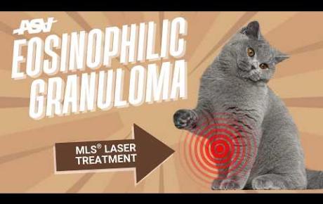 Embedded thumbnail for Blu, a cat with eosinophilic granuloma