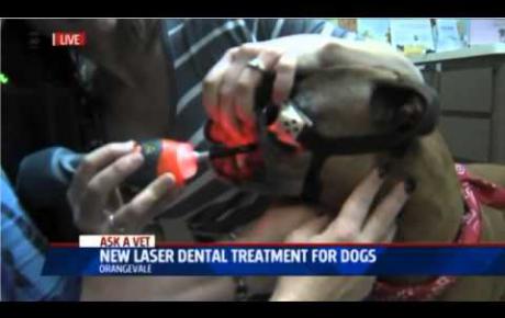 Embedded thumbnail for Fox40 | Laserterapia MLS® dentale per cani