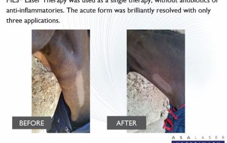 Embedded thumbnail for Liebelei, a horse with acute phlebitis to the left jugular vein