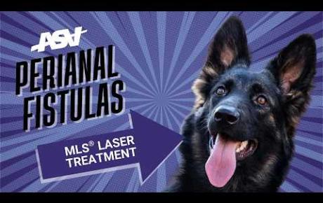 Embedded thumbnail for Thor, a German Shepherd with perianal fistulas