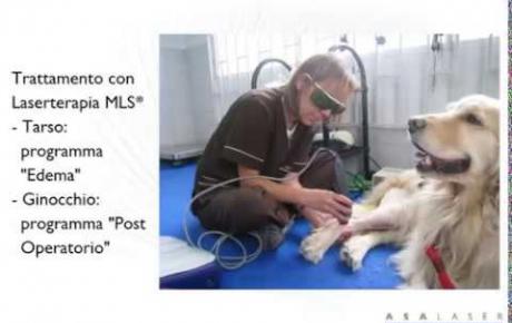 Embedded thumbnail for MLS® per Violeta, Golden Retriever con edema post-operatorio