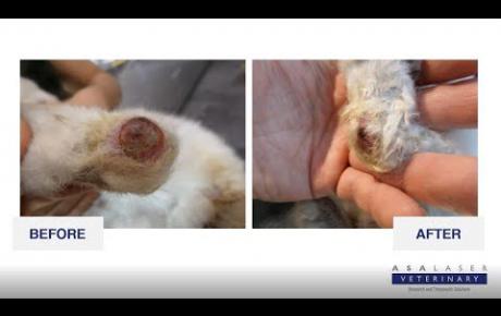 Embedded thumbnail for Dago, pet rabbit with pododermatitis