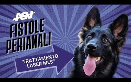 Embedded thumbnail for Thor, pastore tedesco con fistole perianali