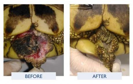 Embedded thumbnail for Briosa, tortuga con herida infectada por mordedura de rata