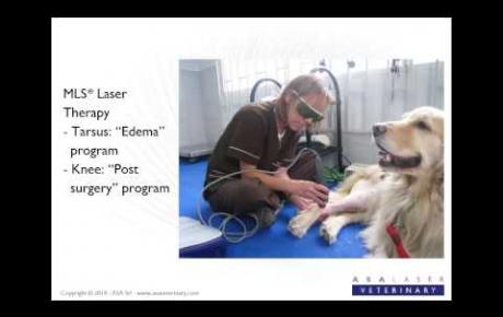 Embedded thumbnail for MLS® for Violeta, Golden Retriever with post-surgery edema