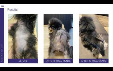Embedded thumbnail for Boghi, a Pomeranian with alopecia X