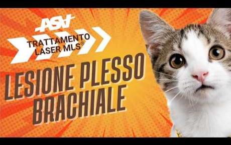 Embedded thumbnail for Micio, gatto con lesione al plesso brachiale