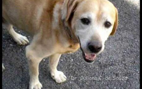 Embedded thumbnail for Labrador Retriever con osteoartritis bilateral del codo