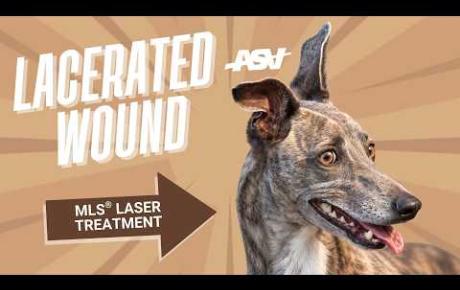Embedded thumbnail for Cudi, whippet con herida lacerada