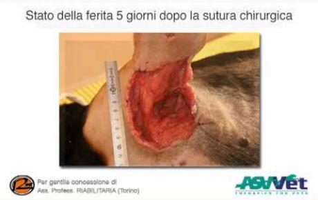 Embedded thumbnail for Cane segugio con lesione da morso