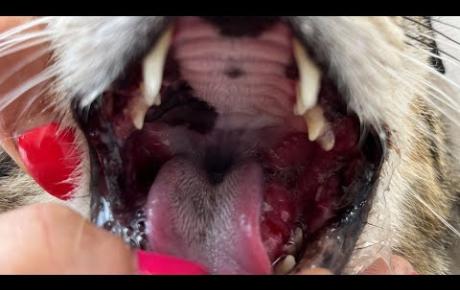 Embedded thumbnail for Diesel, gatto europeo con gengivostomatite cronica