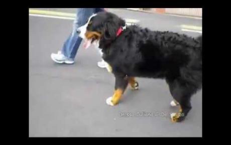 Embedded thumbnail for Bovaro del Bernese con UAP