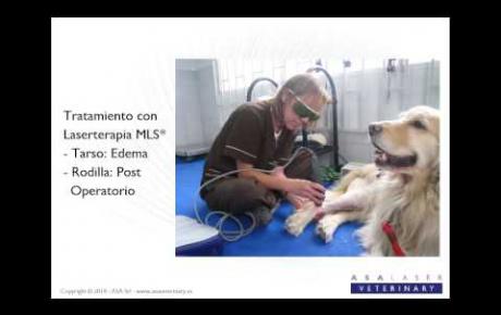 Embedded thumbnail for MLS® para Violeta, Golden Retriever con edema post-operatorio