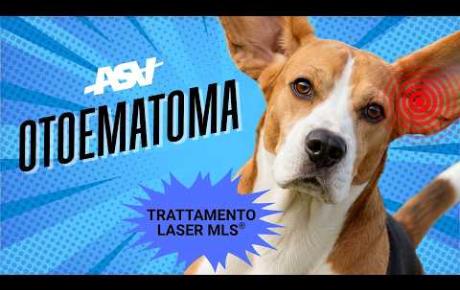 Embedded thumbnail for Artù , Beagle con otoematoma