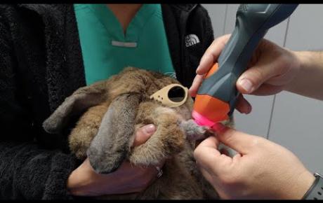 Embedded thumbnail for Hulk, a rabbit with leg abscess 