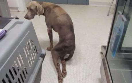 Embedded thumbnail for Enton, Weimaraner con paraplegia da ernia discale