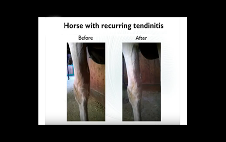 Embedded thumbnail for A Horse with recurring tendinitis