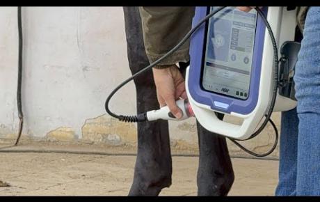 Embedded thumbnail for Fulmine, Cavallo da sella italiano con lesione al tendine flessore superficiale 