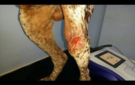 Embedded thumbnail for Tom, a Bracco Italiano with a trauma wound to the left knee