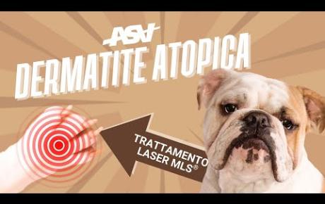 Embedded thumbnail for Bombo, bull dog inglese con dermatite atopica