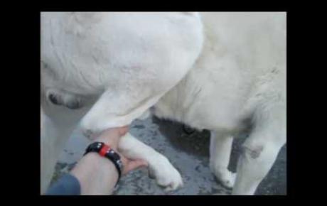 Embedded thumbnail for Nello, Maremma Sheepdog with bilateral stifle arthritis