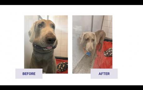 Embedded thumbnail for Tuchka, Weimaraner con angioedema